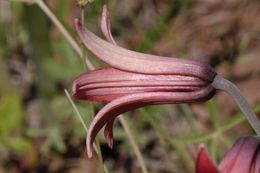 Image of Bolander's lily