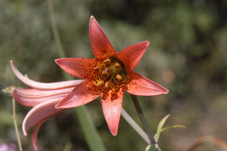 Image of Bolander's lily