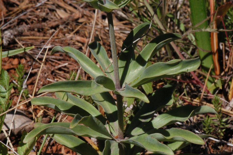 Image of Bolander's lily