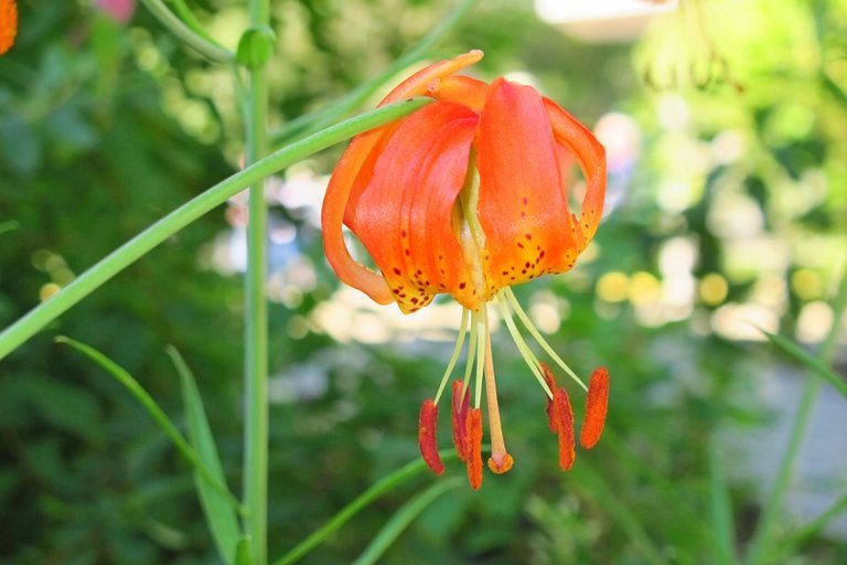 Lilium pardalinum subsp. vollmeri (Eastw.) M. W. Skinner resmi