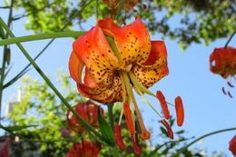 Lilium pardalinum subsp. vollmeri (Eastw.) M. W. Skinner resmi