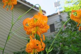 Image de Lilium pardalinum subsp. wigginsii (Beane & Vollmer) M. W. Skinner