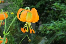 Image de Lilium pardalinum subsp. wigginsii (Beane & Vollmer) M. W. Skinner