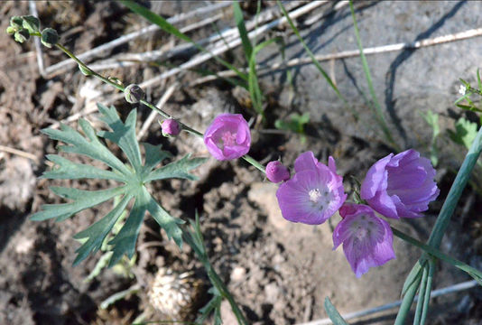 Image of cutleaf checkerbloom