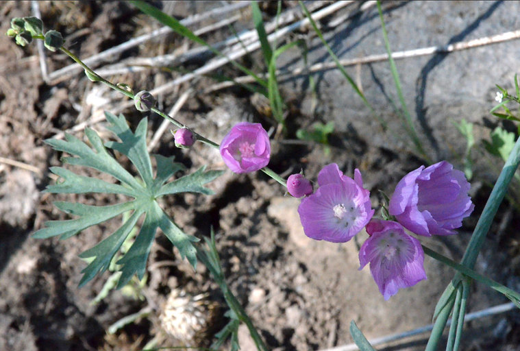 Sivun Sidalcea multifida Greene kuva