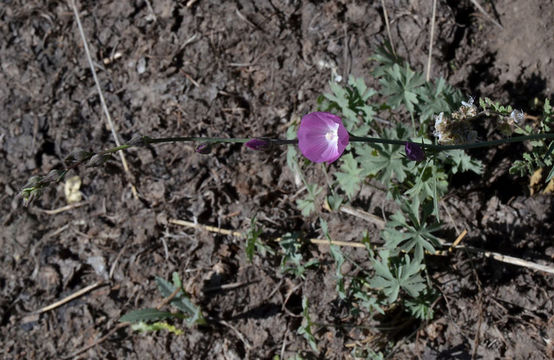 Image of cutleaf checkerbloom