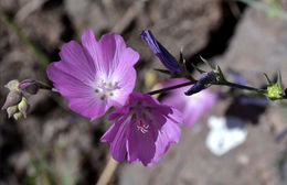 Sivun Sidalcea multifida Greene kuva