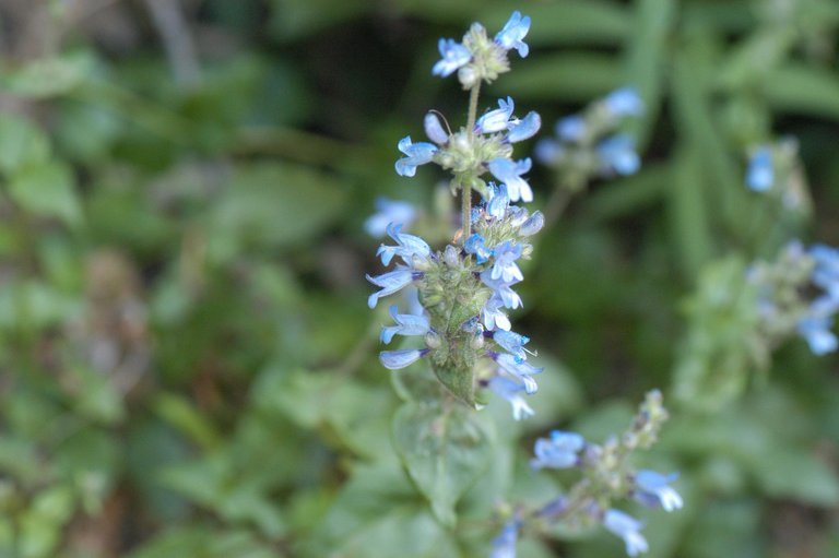 Image of Siskiyou beardtongue