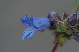 Image of Siskiyou beardtongue