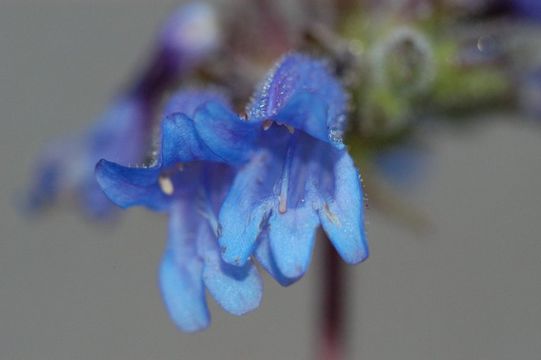 Image of Siskiyou beardtongue