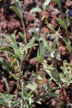 Image of Siskiyou beardtongue