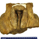 Image of Argyrocetus