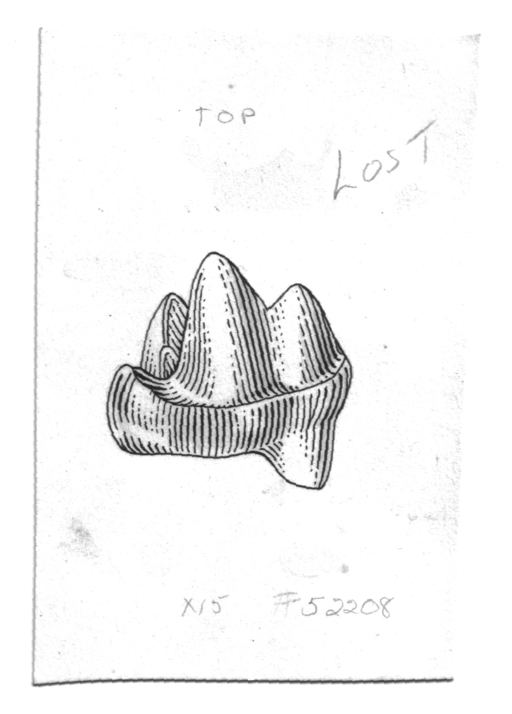 Image de Gypsonictops hypoconus Simpson 1927