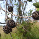 Image of Guazuma ulmifolia Lam.
