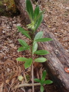 Image of <i>Labordia hedyosmifolia</i>