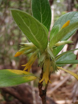 Image of <i>Labordia hedyosmifolia</i>