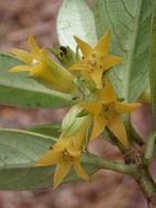 Image of <i>Labordia hedyosmifolia</i>