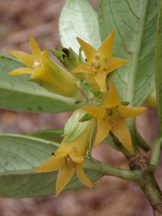 Image of <i>Labordia hedyosmifolia</i>