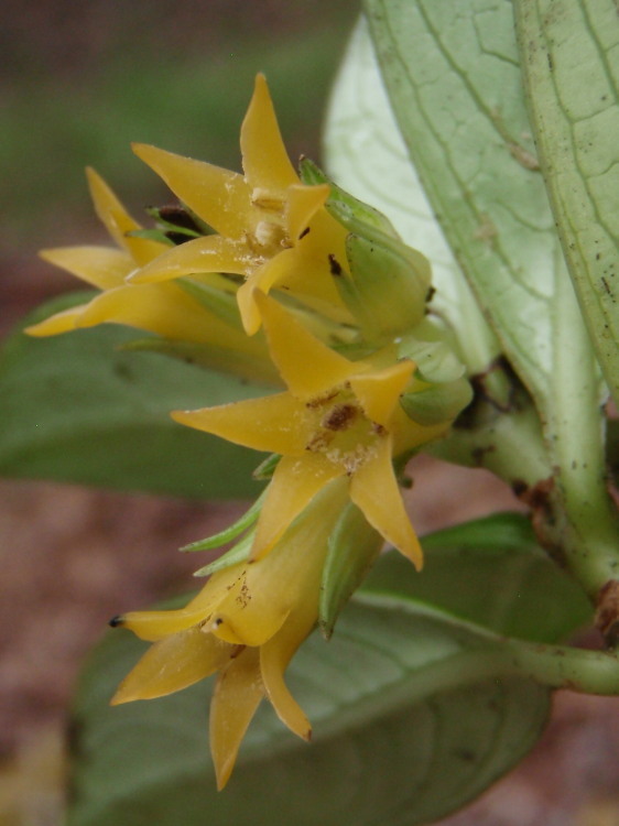 Image of <i>Labordia hedyosmifolia</i>