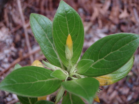 Plancia ëd <i>Labordia hedyosmifolia</i>