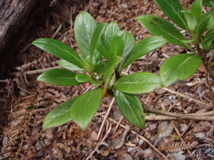 Image of <i>Labordia hedyosmifolia</i>