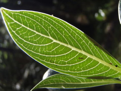 Plancia ëd <i>Labordia hedyosmifolia</i>