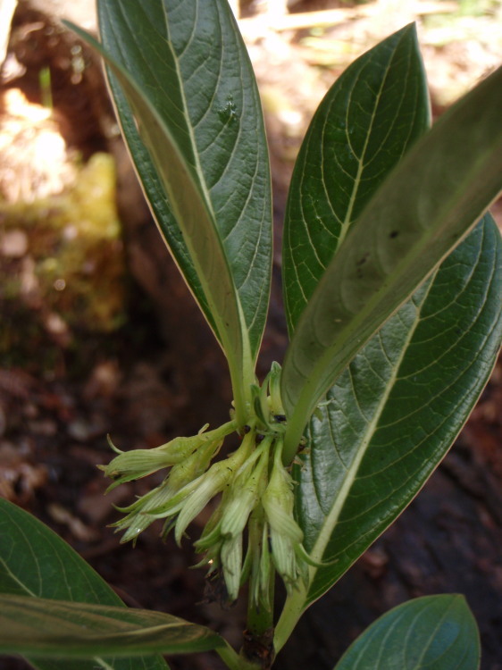 Image of <i>Labordia hedyosmifolia</i>