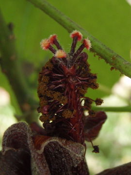 Image of Kilauea hau kuahiwi