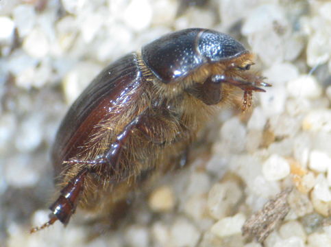 Image of Cresent Dune Scarab Beetle