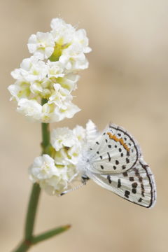 Image of Bernardino Blue