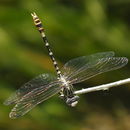 Image of American Ringtail Dragonflies