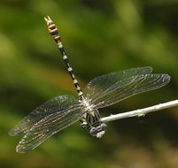 Imagem de Erpetogomphus compositus Hagen ex Selys 1858