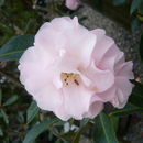 Imagem de Camellia pitardii Cohen-Stuart