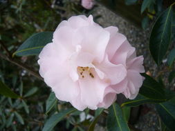 Camellia pitardii Cohen-Stuart resmi
