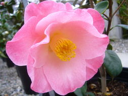 Image of camellia