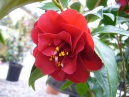 Image of camellia