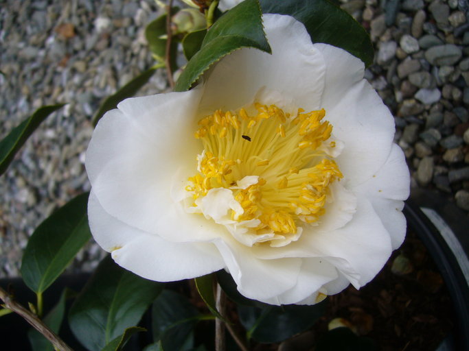 Image of camellia