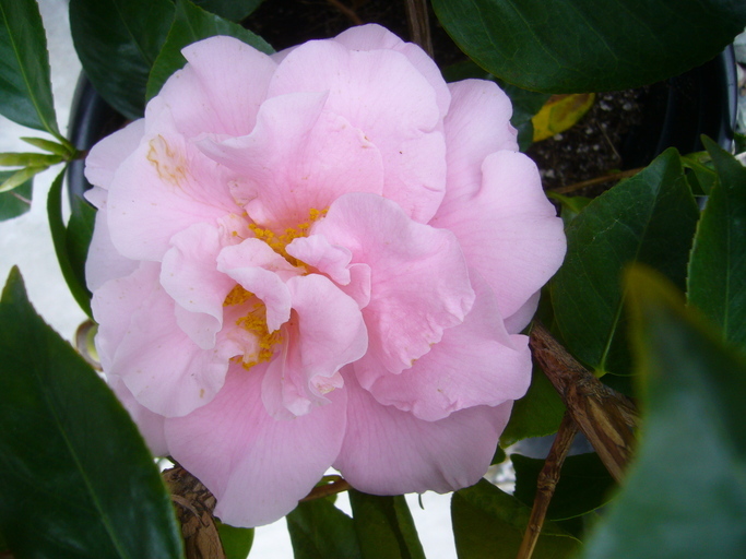 Image of camellia