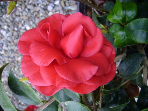 Image of camellia