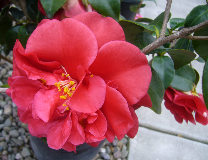 Image of camellia