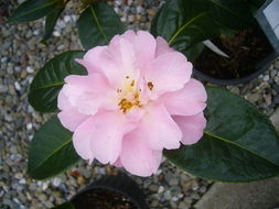 Camellia reticulata Lindl. resmi