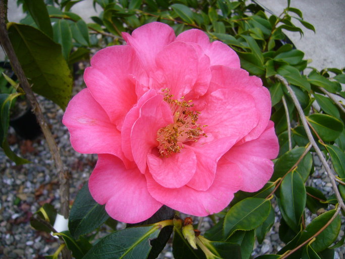 Camellia reticulata Lindl. resmi