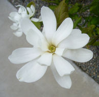 Image of Star Magnolia