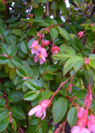 Image of Fuchsia Begonia