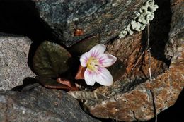 Claytonia umbellata S. Wats. resmi