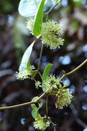 Smilax melastomifolia Sm. resmi