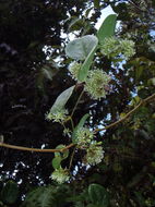 Image de Smilax melastomifolia Sm.