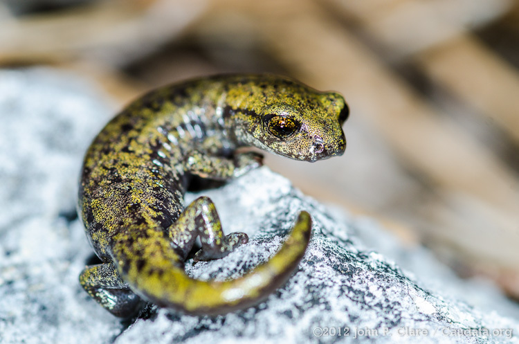 Image of Shasta Salamander