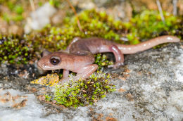 Image of Shasta Salamander