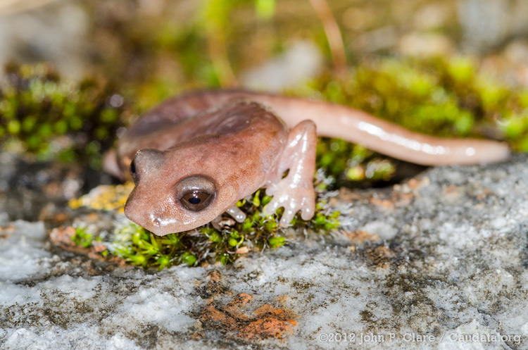 Image of Shasta Salamander